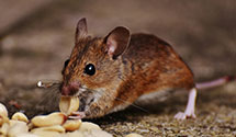 24 Hour & Emergency Exterminators in Pikeville, NC